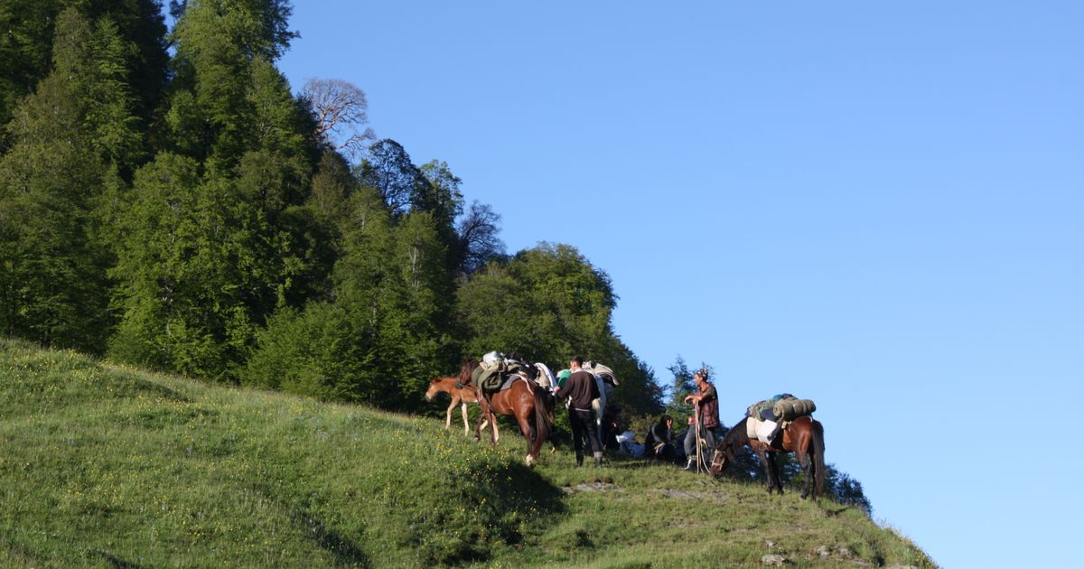 Camping on Horseback: Complete Guide & Essential Gear